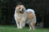 CHOW CHOW 654
